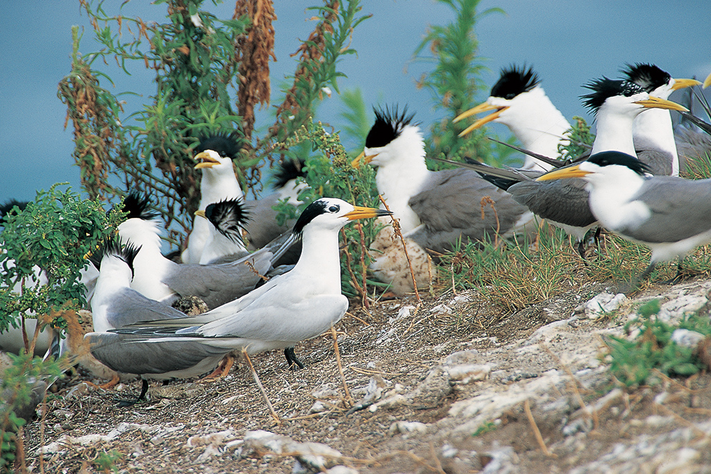 黑嘴端鳳頭燕鷗