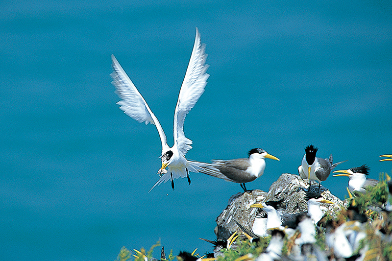 覓食中的黑嘴端鳳頭燕鷗