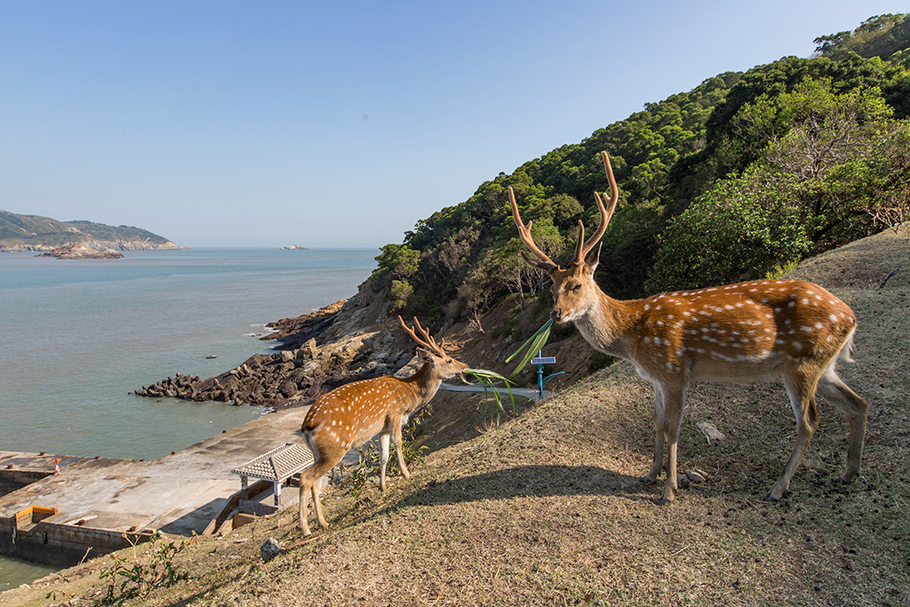 大坵島上的野放梅花鹿
